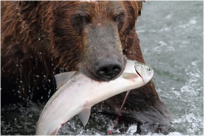 fishing bear  4189.jpg