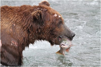 fishing bear 4220.jpg