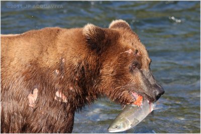 fishing bear 5373.jpg