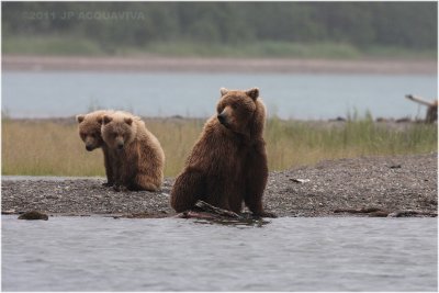 mom and cubs in the rain 5896.jpg