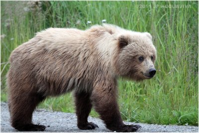 brown bear cub 4353.jpg