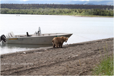 bear inspects ranger boat 5932.jpg