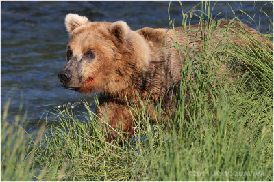 brown bear 5406.jpg