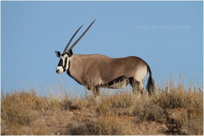 Oryx - Gemsbok 7276