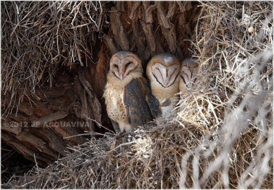 Effraie - Barns owl 7320