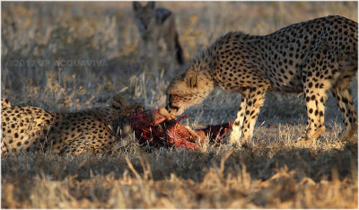 Guepard - Cheetah 7560