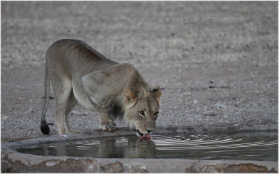 Lion at Urikaruus waterhole 7606
