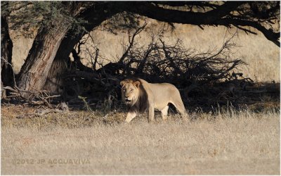 Kalahari lion 7715