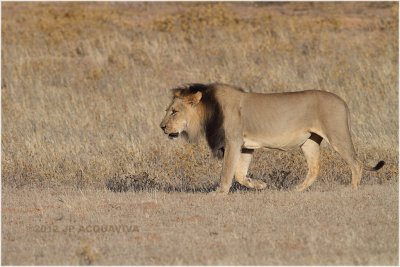 Kalahari lion 7742