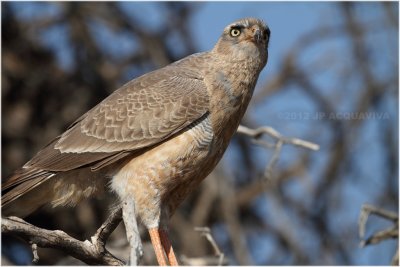 Pale chanting goshawk juvenile 7776