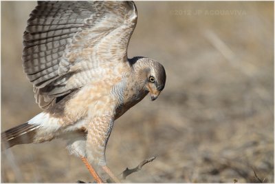 Pale chanting goshawk juvenile 7782