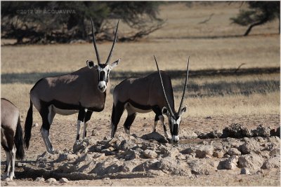Oryx - Gemsbok  6455
