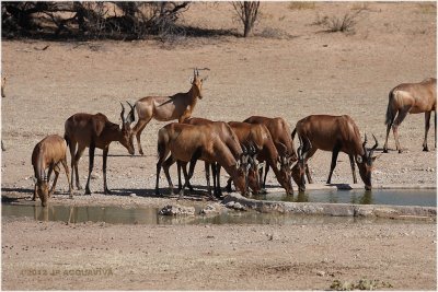 Bubale de caama - Red hartebeest 6461