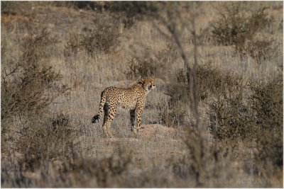 Guepard - Cheetah 7832