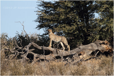 Guepard - Cheetah 7848