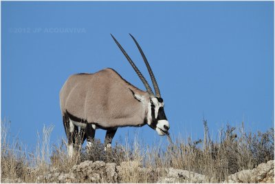 Oryx - Gemsbok 7882