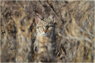 Chat sauvage - African wild cat 7885