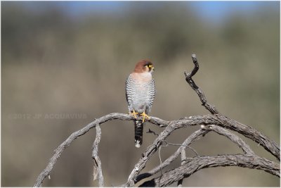 Faucon chicquera - Red necked falcon 7892