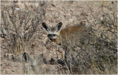 Otocyon - Bat eared fox 7305