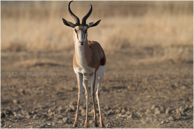 Springbok 7921