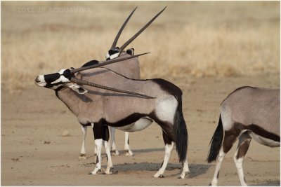 Oryx - Gemsbok 7935