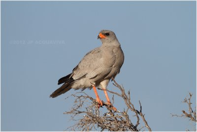 Autour chanteur - Pale chanting goshawk  7854