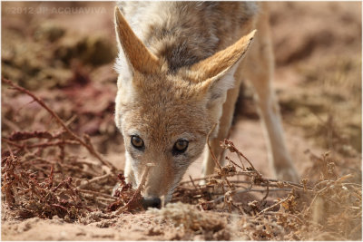 Chacal gros plan - Jackal close up 8027