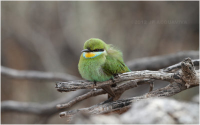 Gupier - Bee- eater 8041