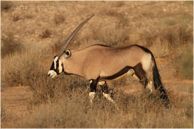 Oryx - Gemsbok 8142