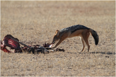 Chacal - Jackal  on a gemsbok carcass 8154