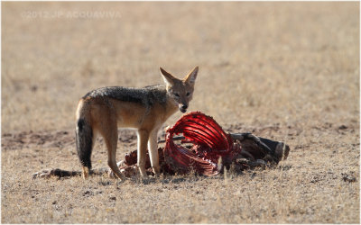 Chacal - Jackal  on a gemsbok carcass 8179