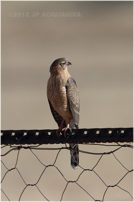 Autour gabar immature - Juvenile gabar goshawk 7662