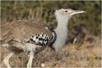 Outarde Kori - Kori bustard 7492