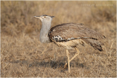 Outarde Kori - Kori bustard 7976