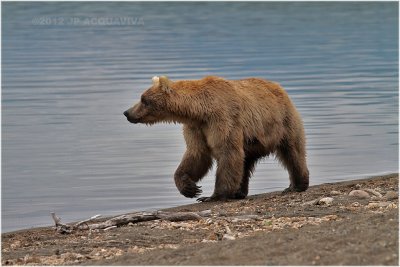 Young bear walking on the shore of Naknek lake.JPG