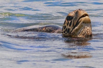 Maui Green Sea Turtle Personnalis.jpg