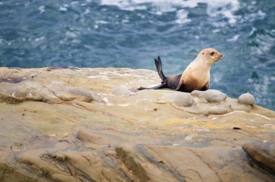 A baby seal