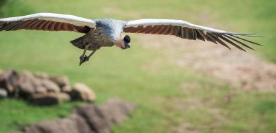 A Free Flying East African Crowned Crane