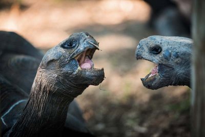 Fighting Galapagos Tortoises