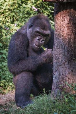 Western Lowland Gorilla