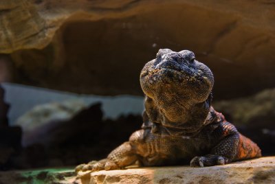 Moroccan Spiny-tailed Lizard