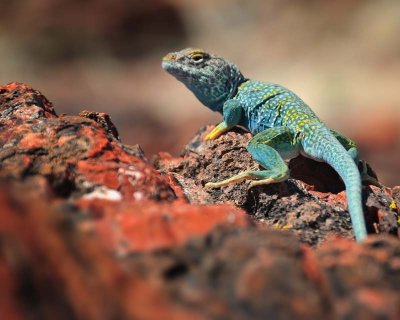 Another handsome collared lizard