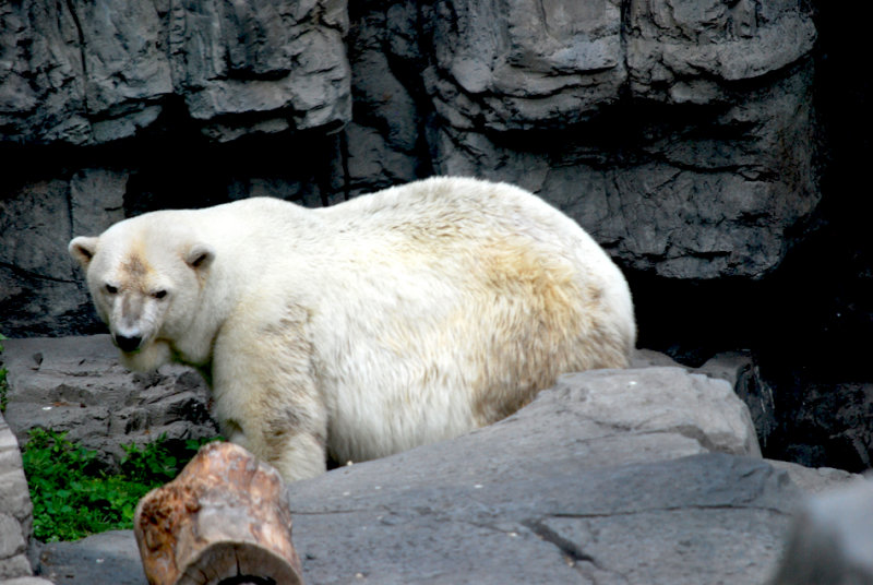 Polar Bear