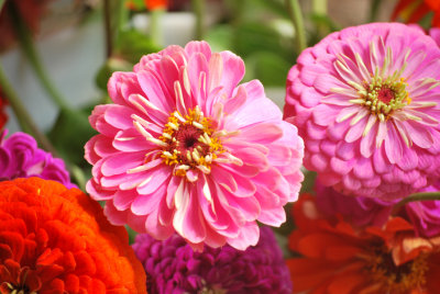Cut Flowers Zinnias