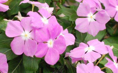 Vinca Rosea