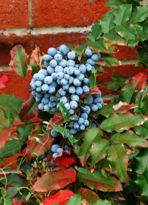Oregon Grape 