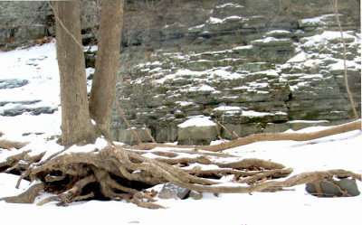 Creekside Tree