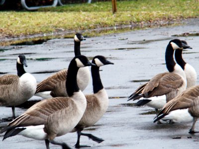 A Gaggle of Geese