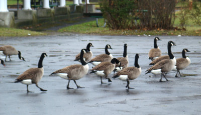 The Gaggle