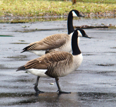 A Pair